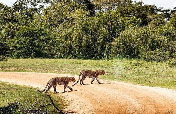 Wilpattu National Park Safari | Jeep with Tickets
