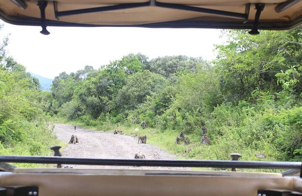 7-Day Tour in Lake Manyara, Serengeti Plains, Ngorongoro Crater and Tarangire