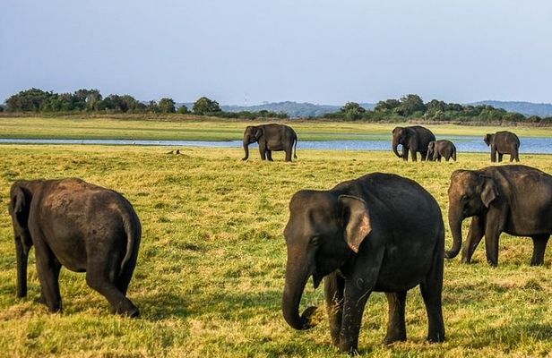 Hurulu Eco Park Safari | Jeep with Tickets