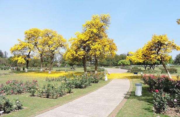 Highlights of the Chandigarh (Guided Half Day City Tour)