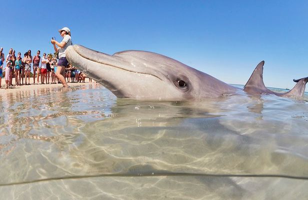 4-Day Coastal Loop via Monkey Mia Dolphins Kalbarri & Pinnacles