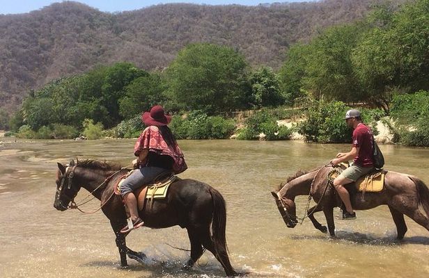 Horses on The Beach or Hot Springs