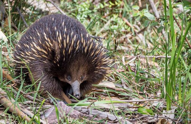 Melbourne to Great Ocean Road & Grampians 3 Day Escape