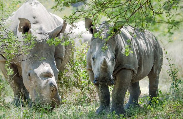 Guided Falls Tour, African Village Tour & Night Game Driver with Bush dinner
