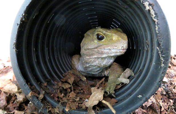 Skip the Line: Franz Josef Wildlife Center Ticket with Optional Backstage Pass