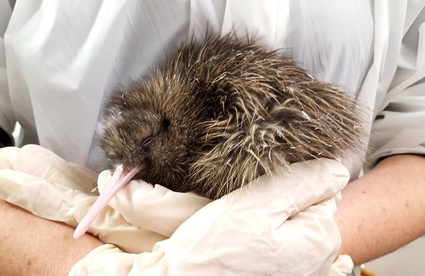 Skip the Line: Franz Josef Wildlife Center Ticket with Optional Backstage Pass