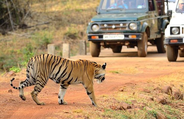 Nagpur to Vizag Tribal Villages & Tiger Safari