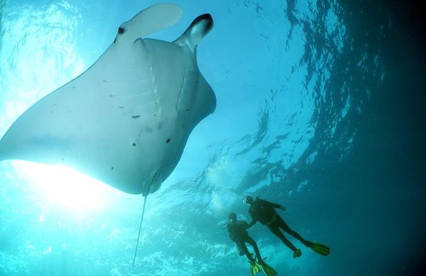Scuba Diving 3 dives including Manta Rays at Nusa Penida