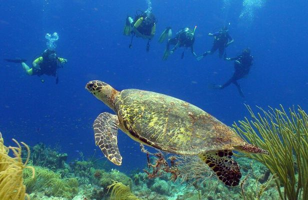 Guided shore dive on one of our house reefs for Certified Divers.