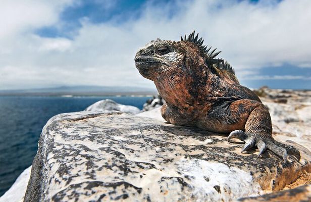 4-Day Galapagos Island Hopping Tour: Isabela, Boat Tours and Airport Transfer