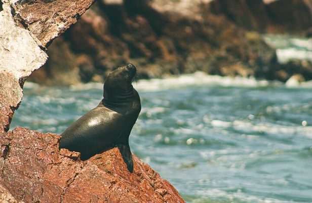 Paracas Reserve & Ballestas Islands Tour from Lima - Private Trip