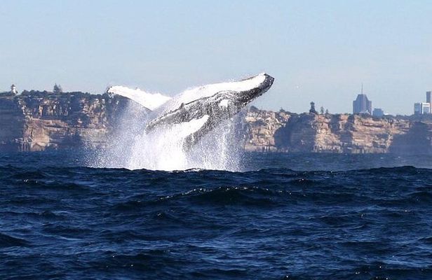 Sydney Harbour Ferry with Taronga Zoo Entry and Whale Watching Cruise