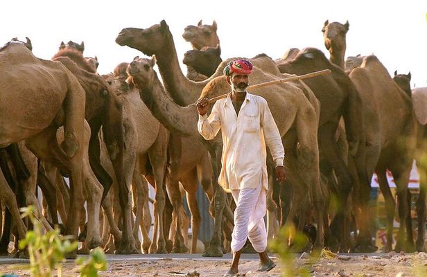 Jaipur to Pushkar One Day Tour With Local Guide
