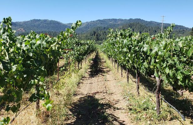 8 Hour Napa Valley Wine Tasting Tour from San Francisco