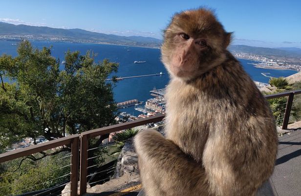 Gibraltar Sightseeing Tour with Monkeys and Panoramic views