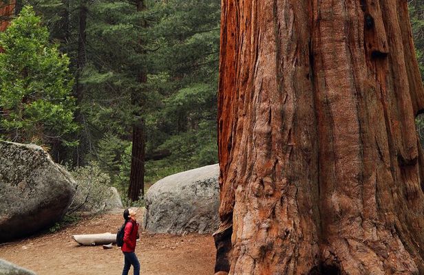 Giant Redwoods Tour Including a 5-Course Winery Lunch