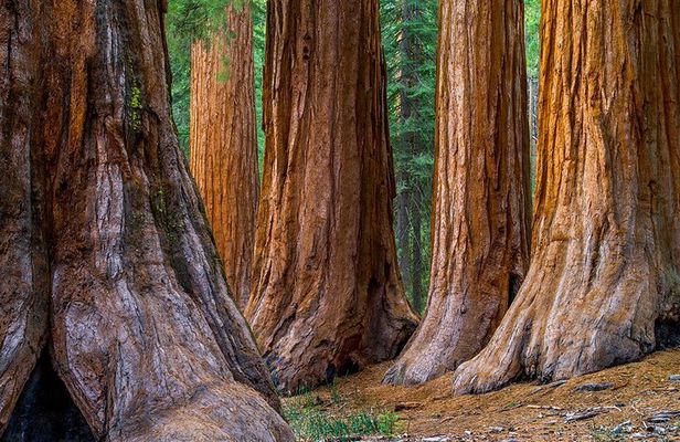 Giant Redwoods and Russian River Wine Country Trip