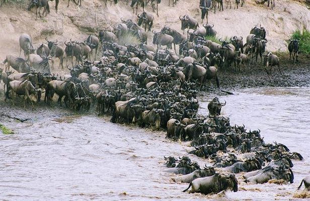 3 Days Budget Masai Mara Safari