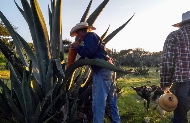 Tour de Pulque en Tepotzotlán, Pueblo Mágico