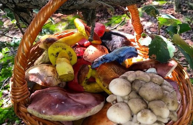 Mushroom Tour from Mexico City
