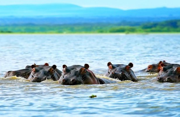 5 Days safari to Maasai Mara ,Lake Nakuru and Hell's gate national park