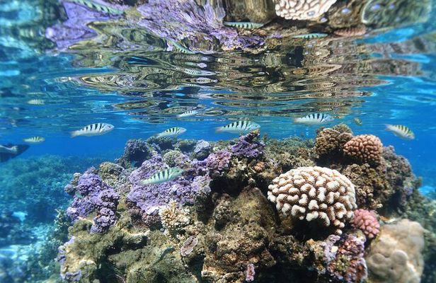 Sea Scooter Jet Snorkeling: Sharks, Rays & Coral Gardens