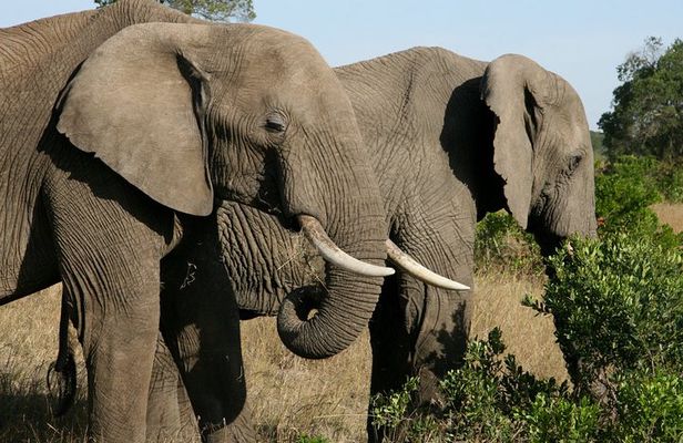 4-Day Lake Naivasha & Amboseli- Luxury Grp Joining Safari
