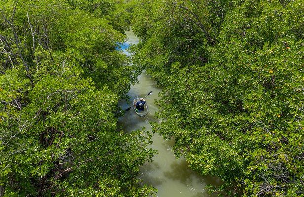 Clear Kayak Guided Eco Tour in North Naples