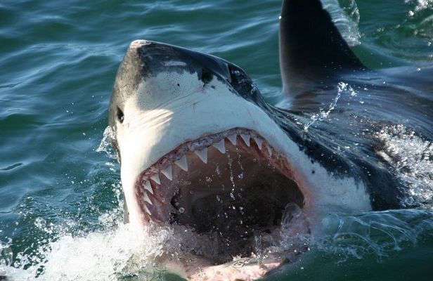 Shark Cage Diving 