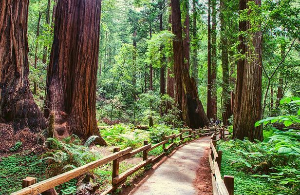 Muir Woods & Wine Tour: Redwoods & Tastings at 3 Wineries
