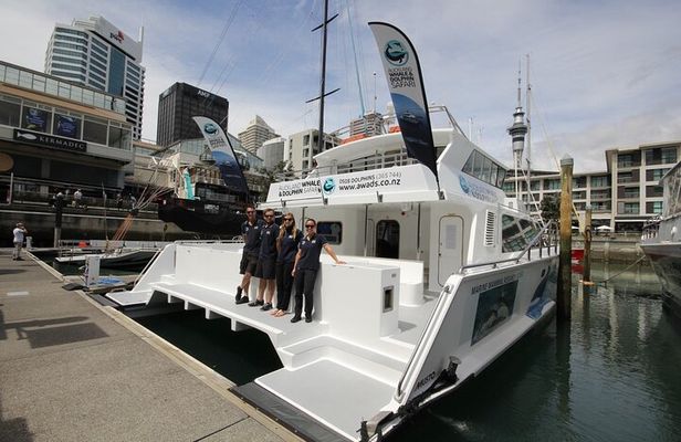 Auckland Dolphin and Whale Watching Eco-Safari Cruise