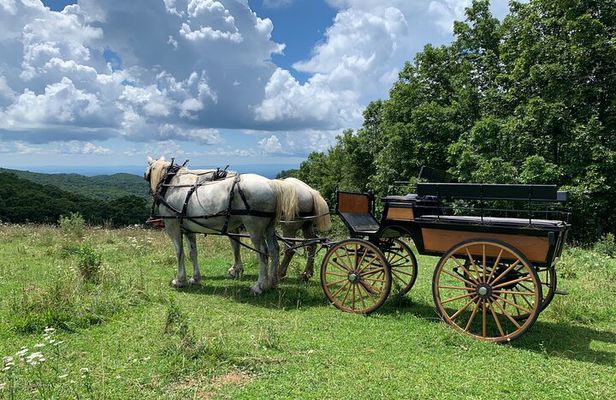 Horse and Carriage Ride through Moses H. Cone Park