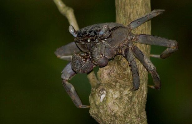 Nocturnal Secrets: A Mangrove Adventure