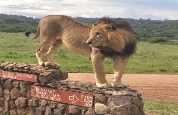 Nairobi National Park safari Experience