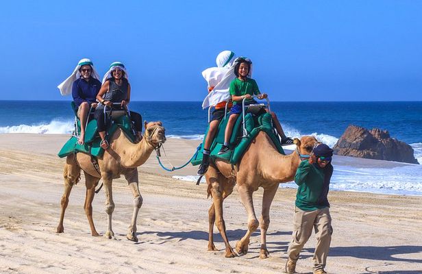 Cabo Camel Ride Experience