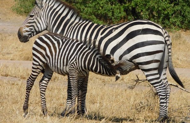 Tarangire -Serengeti & Ngorongoro Crater Budget camping safari