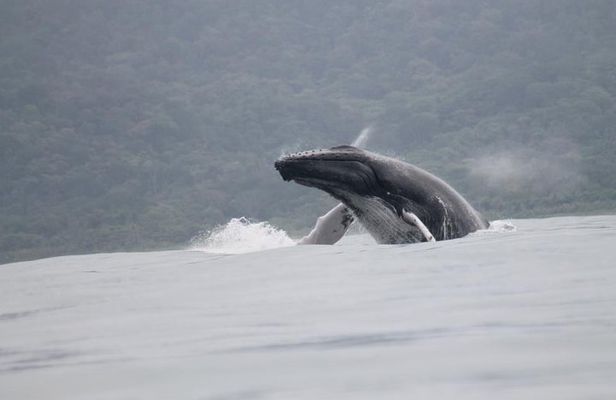 Whales and Dolphins watching Tour From Uvita