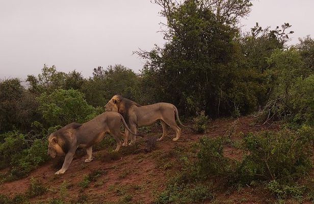 Addo Elephant National Park Full Day Safari