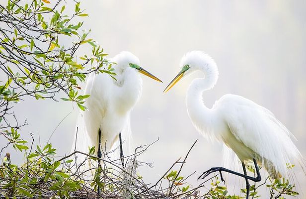 Photograph low country wildlife with a professional photographer