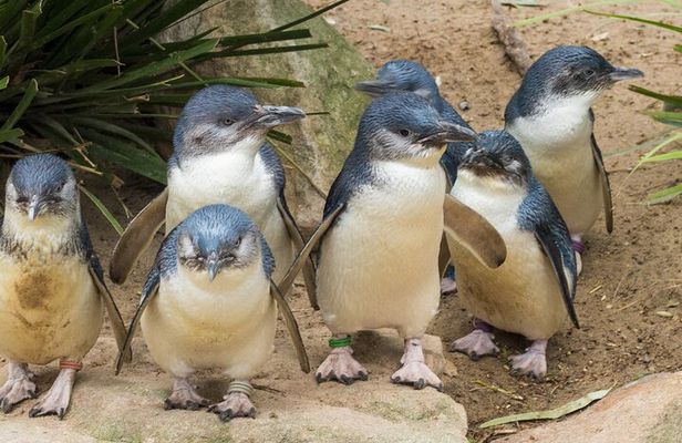 Healesville Sanctuary And Phillip Island Wildlife Bus Tour