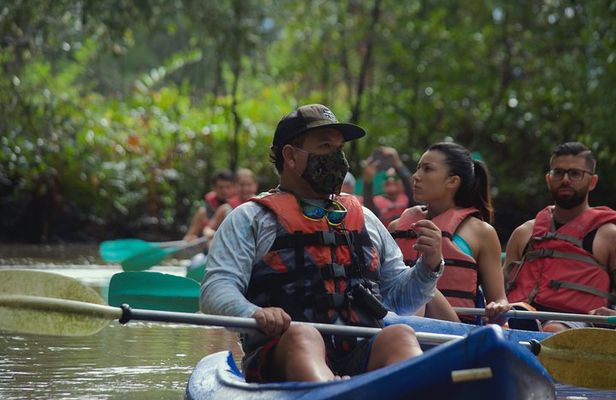 Mangrove Damas Island Kayak Tours