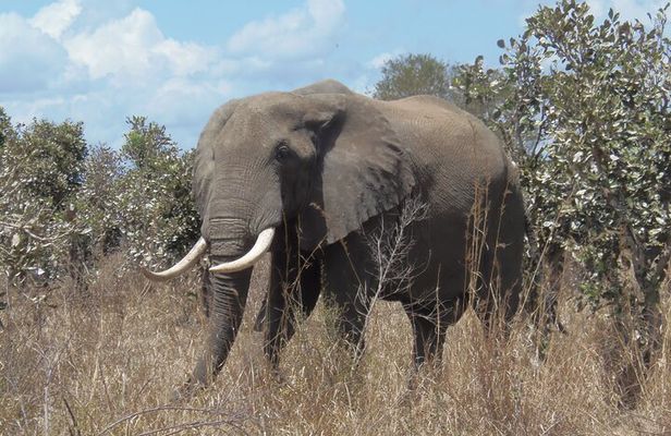 2 Days Wildlife Safari in Mikumi National Park