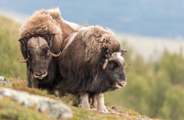 Musk ox Safari in Dovrefjell National Park from Oppdal