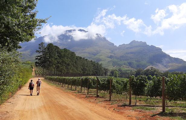 Stellenbosch Vineyard Walk & Wine Tasting