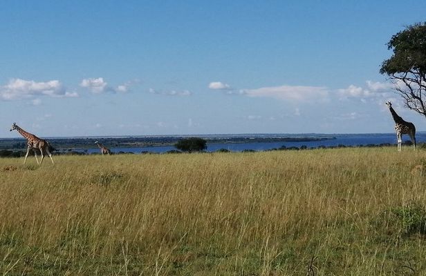 3 Days 2 Nights, Murchison Falls And Wildlife Safari
