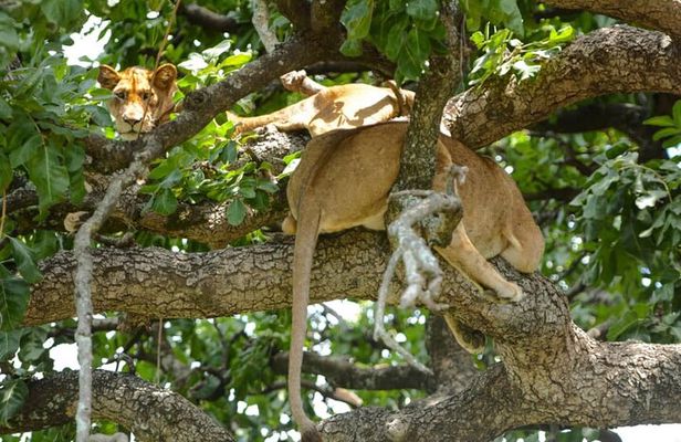 4 Days Group Joining Camping Safari to Tarangire Serengeti Ngorongoro Crater