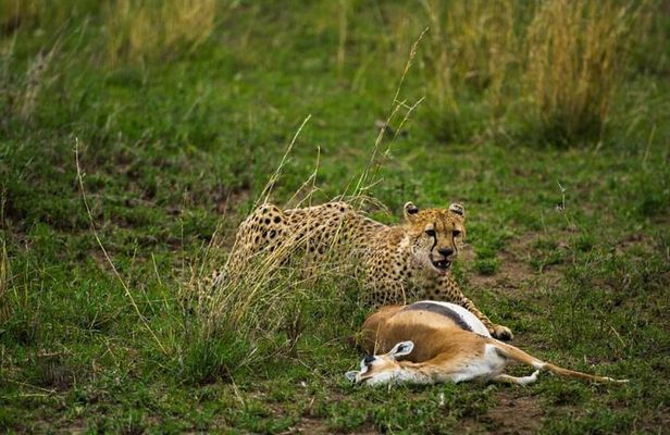 2 Days Group Joining Camping Safari Tarangire Park and Ngorongoro Crater