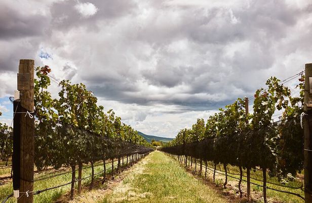 Private wine tasting & wine pairing tours