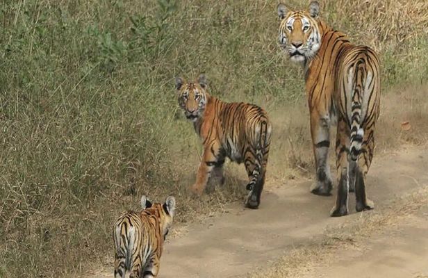 Safari in Pench National Park