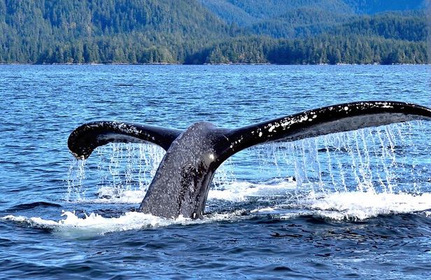 Amazing Whale Watching and Marine Wildlife Shore Excursion
